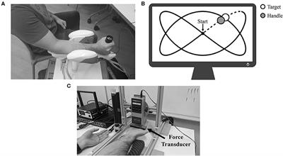 Sustained Isometric Wrist Flexion and Extension Maximal Voluntary Contractions Similarly Impair Hand-Tracking Accuracy in Young Adults Using a Wrist Robot